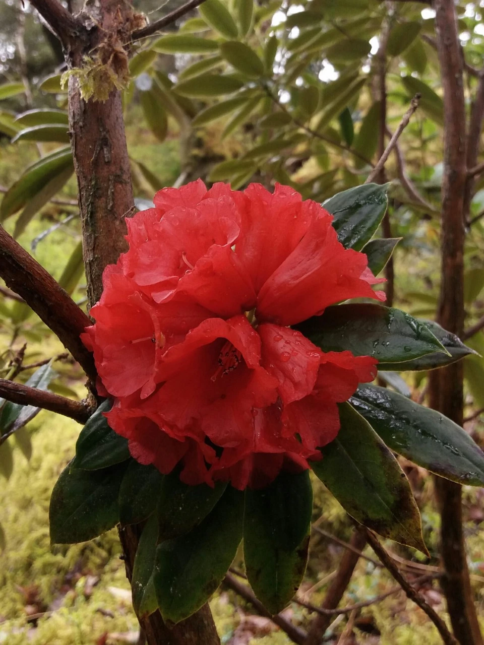 R. ochraceum